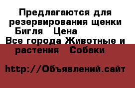 Предлагаются для резервирования щенки Бигля › Цена ­ 40 000 - Все города Животные и растения » Собаки   
